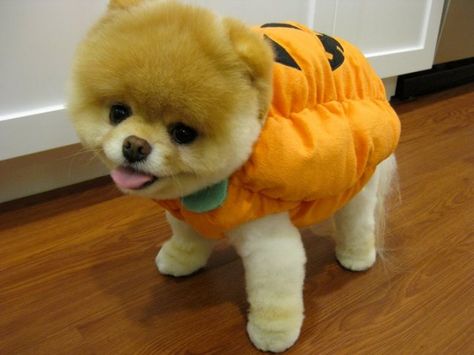 Boo-the-Cutest-Puppy-in-the-World-in-a-Halloween-Costume Boo The Cutest Dog, Boo Dog, Baby Pomeranian, Boo And Buddy, World Cutest Dog, Boo The Dog, Cute Pomeranian, Cutest Dog Ever, Getting A Puppy