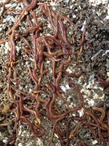 Top 5 worm composting fears all beginners share and how to solve them Red Wiggler Worms, Red Wigglers, Worm Bin, Red Worms, Dig Gardens, Worm Composting, Worm Farm, Natural Fertilizer, Earthworms