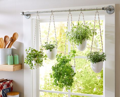 Herb Hanging, Garden Snake, Contemporary Window, Pot Gantung, Sun Window, Plants Drawing, Plants Diy, Hanging Herbs, Vertical Garden Indoor