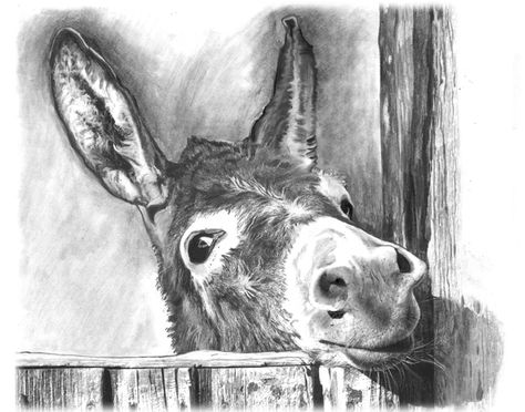 Donkey Drawing in black and white charcoal on Bristol Board, 11 x 14 inches by Margret Heyn. Drawings Of Donkeys, Donkey Pencil Drawing, Donkey Drawing Sketches, Donkey Paintings On Canvas, Cute Donkey Drawing Art, Donkey Drawing, Pencil Drawings Of Animals, Cute Donkey, A Donkey