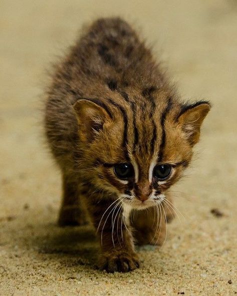 rusty-spotted cat habitat Cat Therian Mask, Wild Cat Breeds, Rusty Spotted Cat, Cat Habitat, Cat Therian, Therian Mask, Spotted Cat, Cat Baby, Cats For Sale