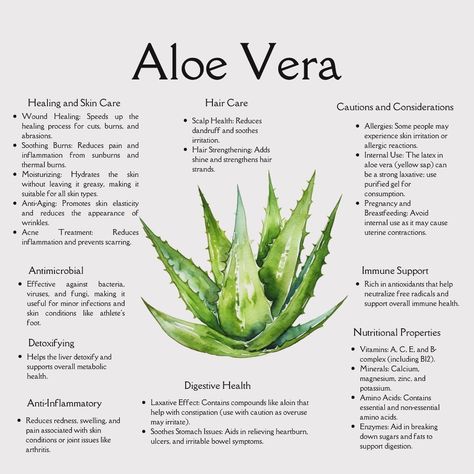 Say hello to the plant that does it all! 🌱✨ From soothing sunburns to boosting your digestive health, #AloeVera is nature’s ultimate healer. Whether you’re pampering your skin, caring for your hair, or looking for a detox ally, this versatile herb has got your back! 💚 What’s your favorite way to use aloe vera? Let us know in the comments! 👇💬 #HerbalHealing #NaturalRemedies #AloeVeraBenefits #SelfCareNaturally #PlantPower #HolisticHealth #WellnessJourney #HerbalLife #SkincareNaturally #Healt... Olive Leaf Benefits, Aloe Vera Uses, Aloe Drink, Aloe Vera Mask, Healing Aloe, Morning Recipes, Natural Botox, Herbal Health, Herbal Shop