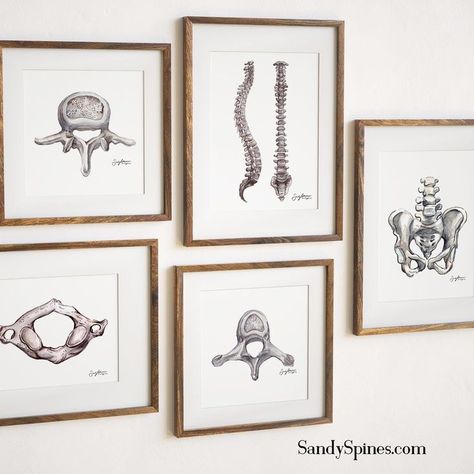 Anatomy Office Decor, Pt Office Decor, Medical Home Office, Aesthetic Chiropractor Office, Physiotherapy Office Design, Athletic Training Room Decorations, Chiropractic Wall Art, Physical Therapy Wall Art, Small Chiropractic Office Design