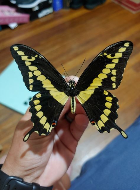 The Giant Swallowtail Butterfly, Papilio cresphontes cramer, is the largest butterfly in North America. Plant citrus in your yard to attract some caterpillars! #nature #butterfly #giantswallowtail #insects Citrus Swallowtail Butterfly, Giant Swallowtail Butterfly Tattoo, Giant Swallowtail Butterfly, Giant Swallowtail, Giant Butterfly, Nature Butterfly, Swallowtail Butterfly, Largest Butterfly, Butterfly Pictures