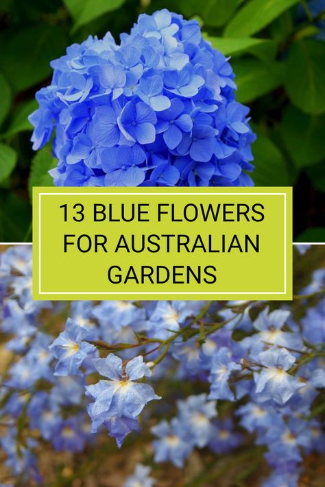 Adding blue flowers to your Australian backyard can bring stunning colours that capture attention. This list includes 13 beautiful varieties, such as the Tasmanian flax lily and Blue Sea Holly, which are perfect for sunny and shaded areas of your garden. Discover these amazing plants' unique characteristics and how easy they are to care for. Ready to charm your garden with vibrant blue hues? Check out the full article to help elevate your outdoor space with our ultimate guide to blue flowers suited to Australia. Blue Sea Holly, Flax Lily, Australian Backyard, Agapanthus Blue, Plants Unique, Australian Gardens, Growing Tulips, Amazing Plants, Ultimate Backyard