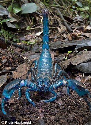 Scientists unveil 20 new species ...but with a blue scorpion, and a tarantula the size of a hand, couldn't we have got by without knowing? Snake Scary, Emperor Scorpion, Crazy Creatures, Creepy Crawlers, Earth Planet, Animal Magic, Beautiful Bugs, Arthropods, Rare Animals