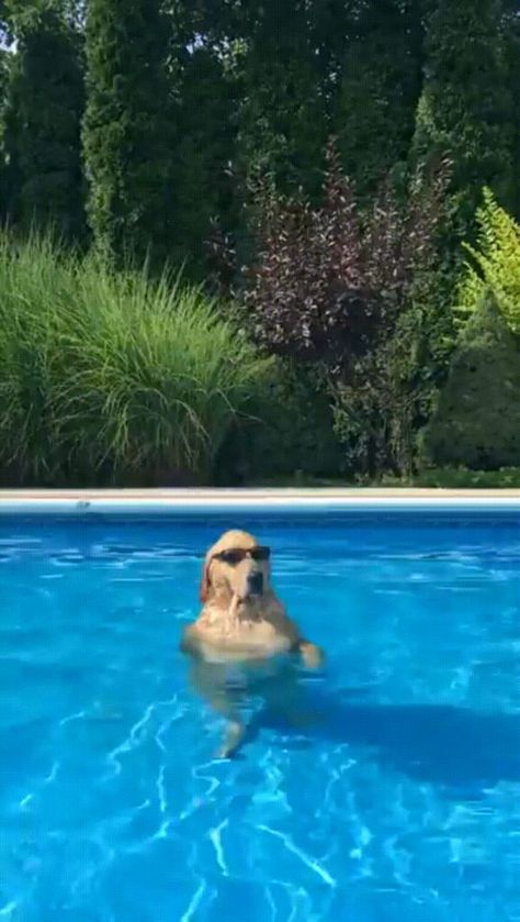 Dog Chilling, Pool Funny, Dog Swimming Pools, Dog Animation, Waterproof Dog Collar, Dog Pool, Dog Swimming, Cute Puppy Videos, Cuddly Animals