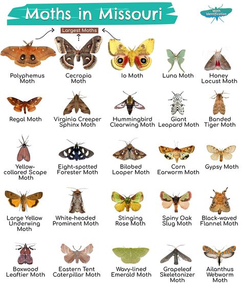 Moth Species Chart, Different Moth Species, Types Of Moths Meaning, Different Types Of Moths, Moth Breeds, Moth Types, Types Of Moth, Moth Type, Moth Facts