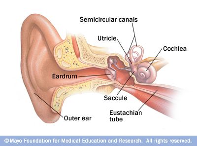 Inner ear and balance Ear Tubes, Loss Of Balance, Middle Ear, Hearing Problems, Human Ear, Disease Symptoms, Inner Ear, Ear Parts, Mayo Clinic