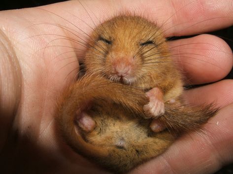 Dormouse sleeping!! =) #CutenessOverload Communal Living, Types Of Cats, British Wildlife, Outdoor Classroom, Animal Sketches, Grade 2, Yurt, Cuteness Overload, Great Artists