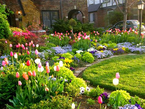 Tulip season | Front yard garden | Curb appeal flowers | Spring garden Spring Landscaping, Front Yard Flowers, Small Flower Gardens, Garden Flower Beds, Sweet Flowers, Tulips Garden, Flower Garden Design, Beautiful Flowers Garden, Front Yard Garden