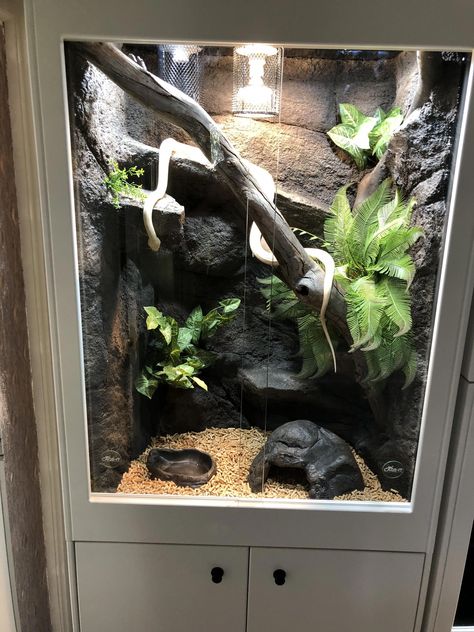 Diy Reptile Cage, Lizard Terrarium, Terrariums Diy, Snake Cages, Diy Reptile, Snake Terrarium, Snake Enclosure, Gecko Terrarium, Reptile House