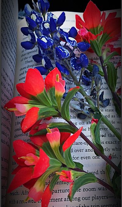 Bluebonnet And Indian Paintbrush Tattoo, Indian Paintbrush Flowers, Texas Canvas, Texas Wildflowers, Tattoo Reference, Indian Paintbrush, Arm Sleeve Tattoos, Lone Star State, Favorite Flowers