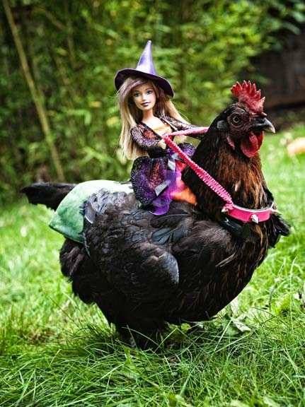 10 Chicken Costumes to Get Your Coop Ready for Halloween Chicken Clothes, Chicken Costumes, Chicken Pictures, Crazy Chicken Lady, Cute Chickens, Chickens And Roosters, Chicken Humor, Pet Chickens, Halloween Animals