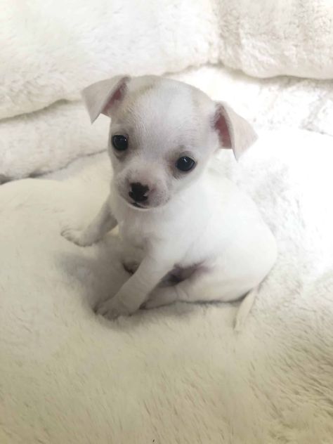 Apple Head Chihuahua Long Hair, Apple Head Chihuahua, White Long Haired Chihuahua, White Long Hair Chihuahua, Teacup Chihuahua For Sale, Baby Apple, Chihuahua Puppies For Sale, Apple Head, Animals Amazing