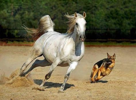 Amazing Horse and Dog Racing - Animals & Pets Photos @ Hamariweb.com Andalusian Horse, Animals Friendship, Horses And Dogs, Horse Crazy, Arabian Horse, Pretty Horses, Horse Photography, German Shepherds, Horse Love