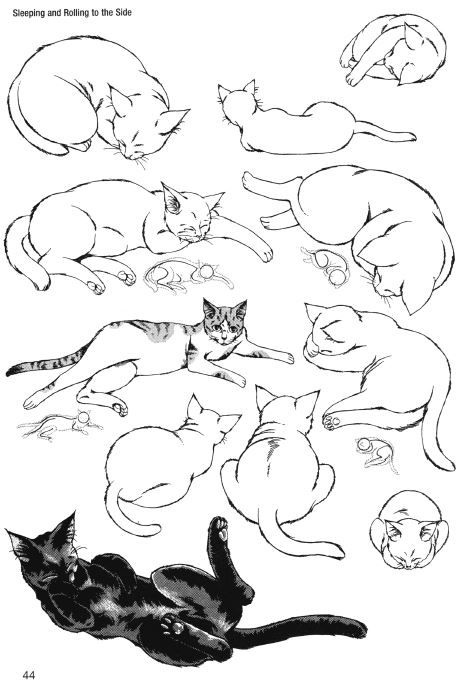 Simple Cat Drawing, Cat Drawing Tutorial, Cats Art Drawing, Cat Anatomy, Arte Van Gogh, Cat Sketch, Anatomy For Artists, Cat Pose, Book Illustration Art