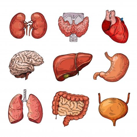 Organs Stickers, Human Internal Organs, Cartoon Brain, Anatomy Organs, Human Organs, Medical Stickers, Human Body Organs, Human Organ, Science Stickers