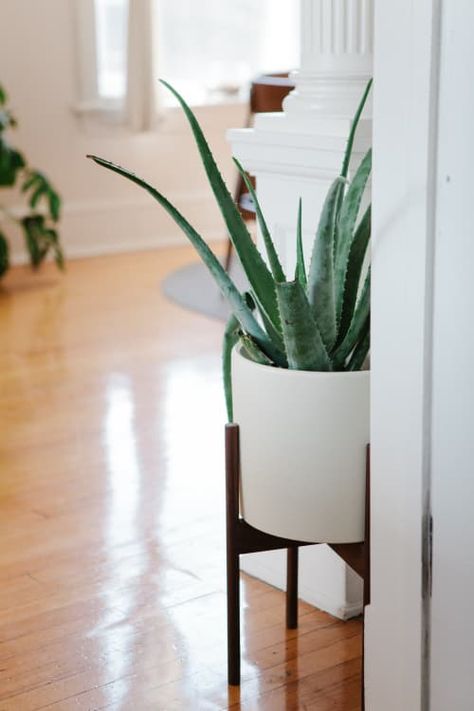 Best Bathroom Plants, Easy House Plants, Trendy Plants, Living Room Plants, Leafy Plants, Aloe Vera Plant, Aloe Plant, Best Indoor Plants, Bathroom Plants