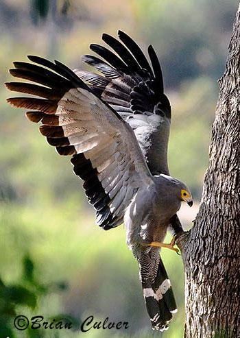 African Harrier-Hawk African Harrier Hawk, Wing Reference, Harrier Hawk, 4 Dragons, Flying Pose, Dinosaur Reference, Animal Poses, Raptors Bird, Prehistoric Wildlife