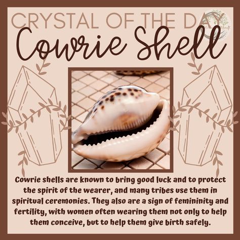 Seashell Meaning Witchcraft, Sea Shell Meaning, Cowrie Reading, Cowrie Shell Meaning, Seashell Meaning, Seashell Magick, Seashells Witchcraft, Water Spirituality, Shell Meaning