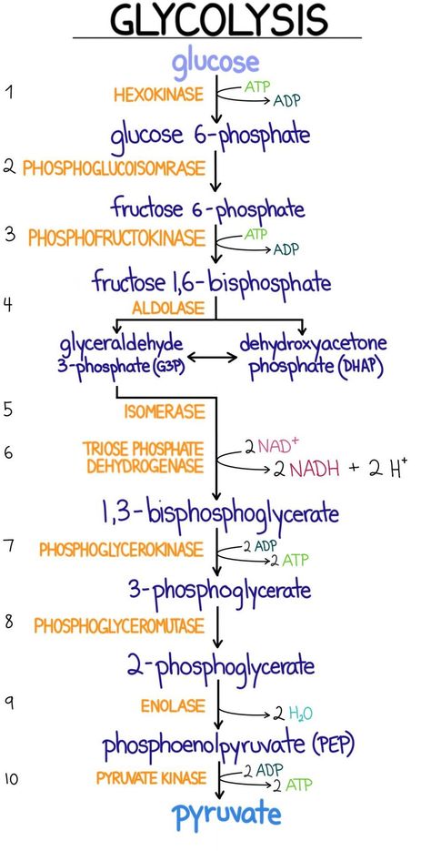 Glycolysis | Introduction, Pathway , Diagram & Summary Glycogenesis Pathway, Glycolysis Notes, Biochemistry Notes, Learn Biology, General Biology, Flow Diagram, Mcat Study, Study Biology, Biology Classroom