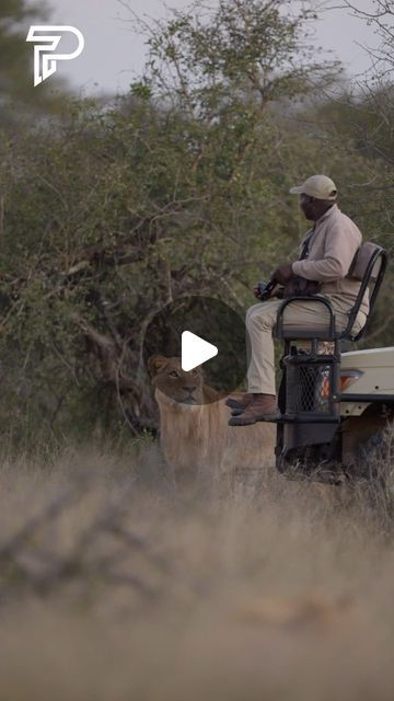 Pubity on Instagram: "When they locked eyes 😳  (@everseensa via Viralhog)  - #safari #lion #wildlife #wild #photographer #pubity" Lion Hunting Videos, Wildlife Photographers Funny, Wild Life Videos, Wild Animals Photography Wildlife Africa, African Animals Photography, Wild Animals Attack, African Wildlife Photography, Animals In Africa Wildlife, Lion Safari