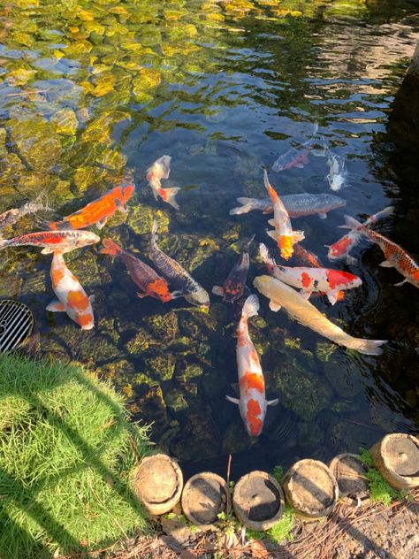 Koi Fish Wedding, Koi Fish Real, Koi Fish Pond Aesthetic, Fish Pond Aesthetic, Coy Fish Pond, Koi Pond Aesthetic, Fishes Aesthetic, Pretty Koi Fish, Koi Fish Cute