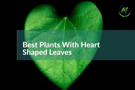 Looking for a unique and meaningful way to express your love and care for your special someone this Valentine’s Day or any day of the year? Look no further than these 11 best plants with heart-shaped leaves! Not only are they stunning and easy to care for, but they also serve as a symbolic token … [11] Best Plants With Heart Shaped Leaves For Your Valentine Or Not! Read More » The post [11] Best Plants With Heart Shaped Leaves For Your Valentine Or Not! appeared first on . Flower With Heart, Heart Shaped Leaves, Heart Leaf Philodendron, Scale Insects, Golden Pothos, Swiss Cheese Plant, Insecticidal Soap, Best Plants, Cheese Plant