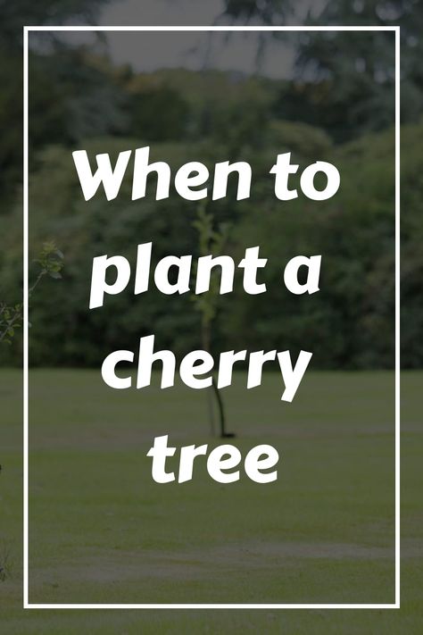 The best time to plant a cherry tree is in the spring or fall. Avoid planting trees in the hottest days of summer or in the winter if the ground is frozen. Springtime is perfect for fruit tree planting as many varieties are available in nurseries, but outdoor temperatures are not yet hot enough to … Cherry Tree Companion Plants, How To Grow Cherry Tree From Seed, Grow Cherry Tree From Pit, Plant Cherry Seeds, Wild Cherry Tree, Planting Fruit Trees, Gardening Memes, Homestead Gardens, Organic Mulch