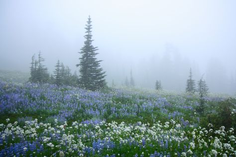 Wildflowers in Fog, Mount Rainier by Lazgrapher Misty Forest, Landscape Photography Nature, Forest Wallpaper, Nature Aesthetic, Pretty Places, Flower Field, Green Aesthetic, Fantasy World, Beautiful Photography