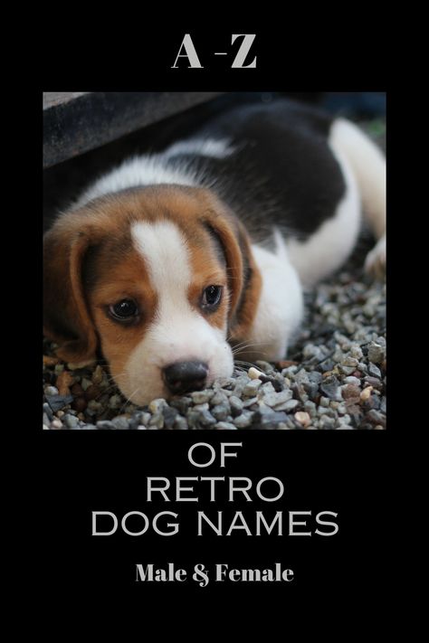 Retro and vintage names for dogs are extremely popular right now. These names are classic, nostalgic and charming. Take a look here and see if a retro dog name is the right fit for your puppy. #DogNames #RetroNames #VintageNames Old Man Names For Dogs, Retro Names, Family Generations, Old Man Names, Dog Training Books, Vintage Names, In Remembrance, Retro Dog, Group Of Dogs