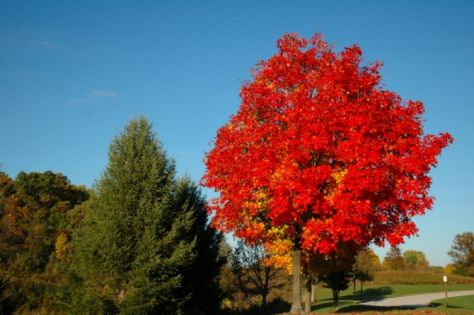 6 secrets of the Canada red maple tree October Glory Maple Tree, October Glory Maple, Maple Tree Varieties, Red Sunset Maple, Autumn Blaze Maple, Acer Rubrum, Red Maple Tree, Limelight Hydrangea, Tree Identification