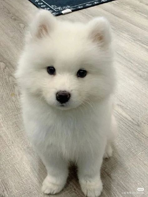 Cute Pets Aesthetic, Small Fluffy Dogs, Puppy Beauty, White Fluffy Puppies, Cute Animal Pics, Cut Dogs, Cute Doggies, Cute White Puppies, Cute Dog Breeds