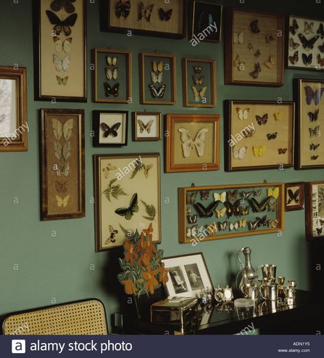 Close-up of framed butterfly collection on dining room wall above silver jugs on small table Stock Photo Framed Butterfly Wall Art, Grey Painted Walls, Bug Wall, Insect Decor, Victorian Room, Framed Butterflies, Framed Insect, Framed Butterfly, Insect Wall