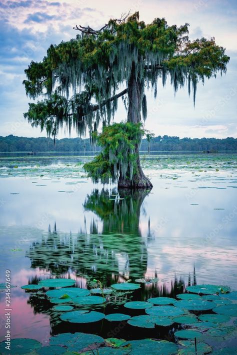 Swamp Mural, Hybrid Characters, Louisiana Swamp, Cypress Swamp, Environment Reference, Louisiana Art, Bald Cypress, Cypress Trees, Unique Trees