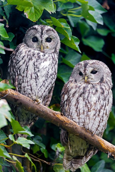 Two gray owls | I like how these two owls sit together! Two Owls, Beautiful Owls, Misty Morning, Owl Pictures, Gray Owl, Beautiful Owl, Owl Bird, All Birds, Owl Art