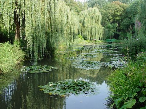 I love weeping willows Large Willow Tree, Outside Nature, Weeping Willow Tree, Willow Trees, Pond Life, Image Nature, Weeping Willow, 수채화 그림, Tree Hugger