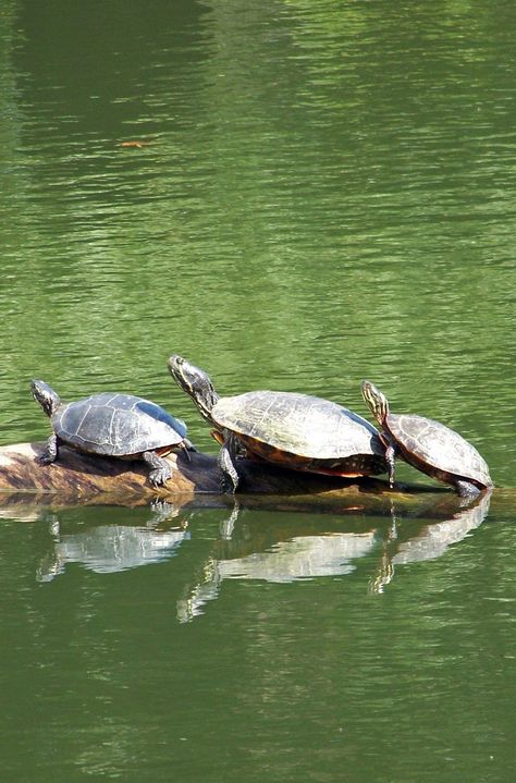 Watercolor Turtles, Kangaroo Funny, Turtle Pet, Kangaroo Art, Kawaii Turtle, Land Turtles, Turtle Theme, The Wombats, Scary Animals