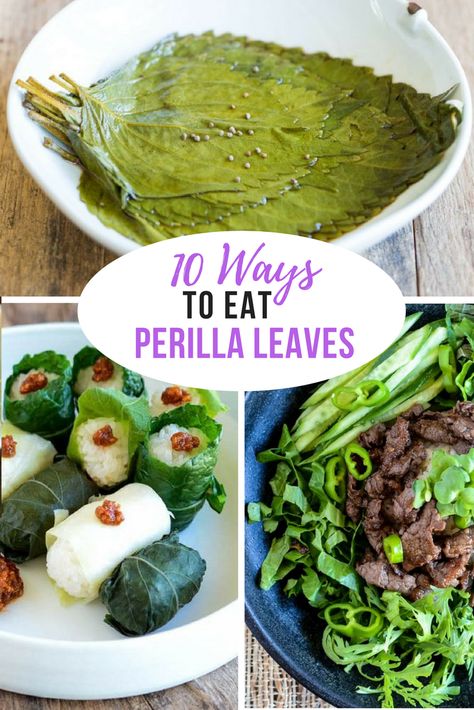 10 ways to eat Perilla leaves! Perilla is a great Korean vegetable belonging to the mint family. #koreanfood #koreanfoodrecipes #perilla #koreancooking #asianfood #kimchimari Shiso Recipe, Korean Lettuce Wraps, Perilla Leaves, Korean Vegetables, Easy Korean Recipes, Korean Side Dishes, Korean Cooking, Recipes Cookies, K Food