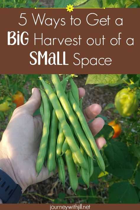 Even if you have a small space, you can still get a big harvest. If you're a beginner or on a budget, check out these tips for getting a big harvest out of a small space. Think about growing your vegetables in raised beds or containers or growing "up" with a trellis, these tips are for you! #small #garden #bigharvest #DIY #backyard Backyard Zen, Backyard Boho, Backyard Diy, Meteor Garden 2018, Boho Garden, Magic Garden, Small Space Gardening, Olive Garden, Kew Gardens