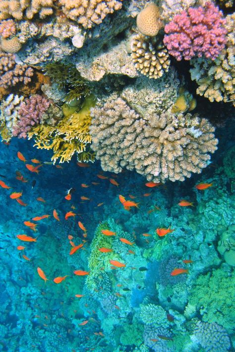 Snorkeling in Sharm El Sheikh - El Faraana Bay- Temple reef Sharm El Sheikh Egypt Aesthetic, Sharm El Sheikh Aesthetic, Sharm Sheikh, Egypt Snorkeling, Egypt Diving, Sharm El Sheikh Egypt, شرم الشيخ, Hurghada Egypt, Egypt Aesthetic