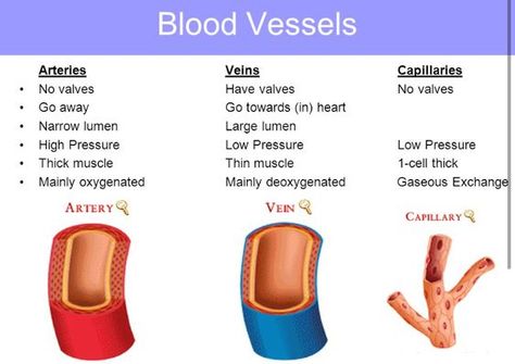 Phlebotomy Study, Nursing School Essential, Medical School Life, Nursing School Motivation, Basic Anatomy And Physiology, Nurse Study Notes, Nursing Student Tips, Biology Facts, Medical Student Study