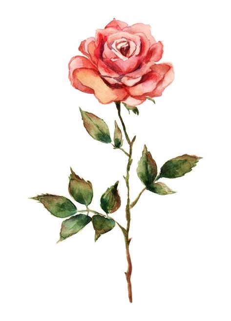 Single Rose Drawing, Pink Roses Drawing, Red Roses Drawing, Rose With White Background, Single Flower Painting, Pink Rose Drawing, Rise Drawing, Rose White Background, Rose Flower Illustration