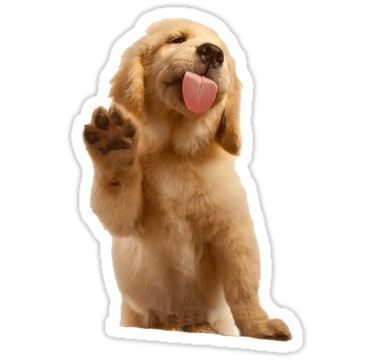 Positive Dog Training, Miniature Schnauzer Puppies, Tumblr Stickers, Best Dog Training, Aggressive Dog, Golden Retriever Puppy, Retriever Puppy, Dog Training Obedience, Dog Stickers