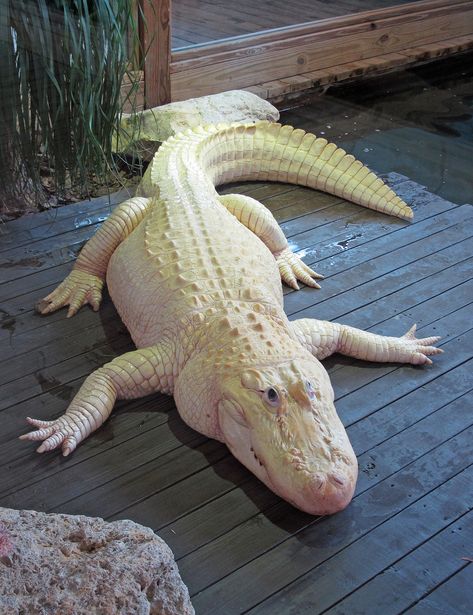 ˚Albino Alligator - Florida Albino Alligator, Melanistic Animals, Rare Albino Animals, White Alligator, Albino Animals, Cute Reptiles, Rare Animals, Wildlife Photos, Pretty Animals