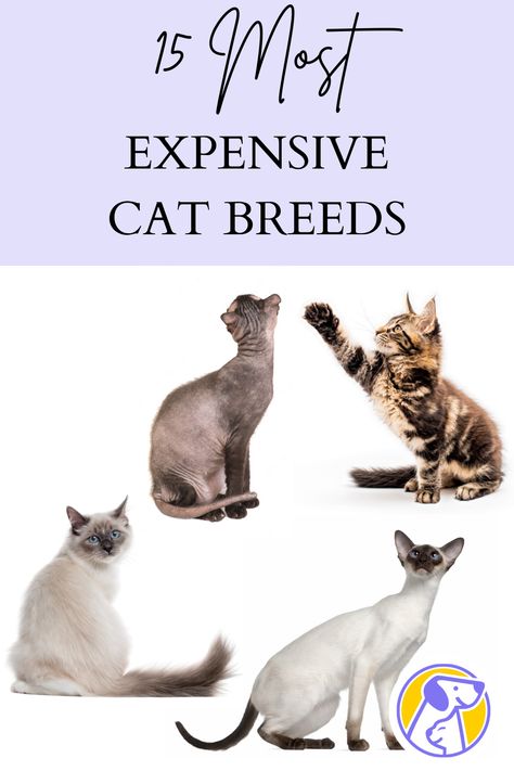 What are the 10 most expensive cat breeds? What is the rarest feline? What is the number 1 breed of cat? What is the world’s cheapest cat? Rarest Cat Breeds, Largest Cat Breeds, Different Types Of Cats Breeds, Types Of Cats Breeds Chart, Ashera Cat, Grey Cat Breeds, White Cat Breeds, Exotic Cat Breeds, Types Of Cats Breeds