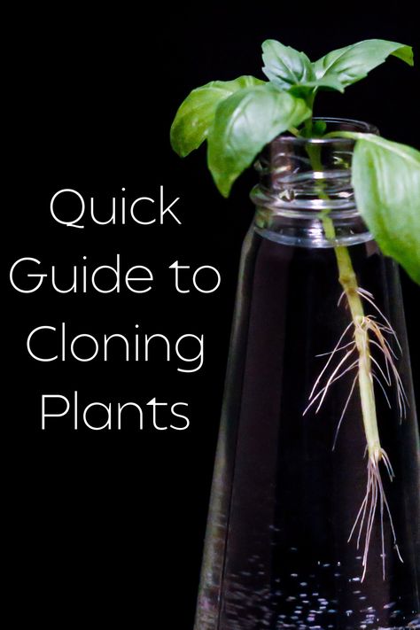 Found a plant you love, but don't have time to start more seeds. Take a look at a simple method for producing strong clones. When To Start Seeds Indoors Zone 6, Growing Mary Jane From Seed, How To Propagate Money Tree Plant, Cloning Plants, When To Transplant Tomato Seedlings, Quick Guide, New Roots, Peat Moss, Fruit Plants