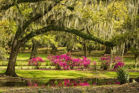 Avery Island Spicy Story, Avery Island, Jungle Gardens, Live Oak Trees, Oak Trees, Live Oak, Drive Through, Nature Preserve, Location Photography