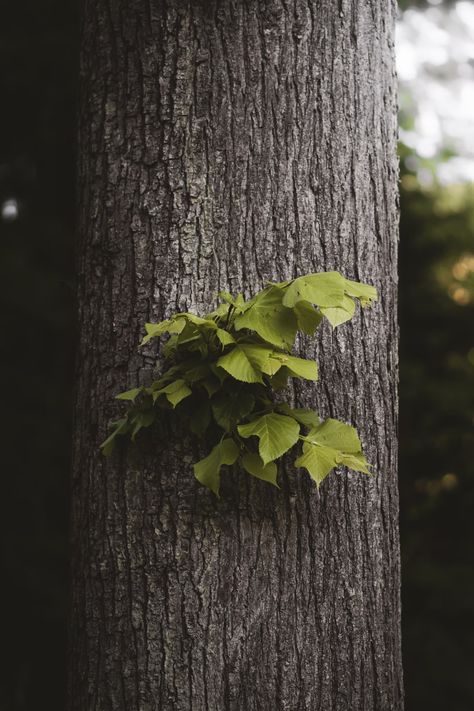 brown tree trunk in close up photography photo – Free Tree Image on Unsplash Tree Close Up, Weird Inspiration, Brown Tree, Tree Images, Plant Tree, Close Up Photography, Tree Photography, Idea Board, Photo Tree